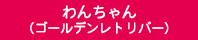 わんちゃん（ゴールデンレトリーバー）