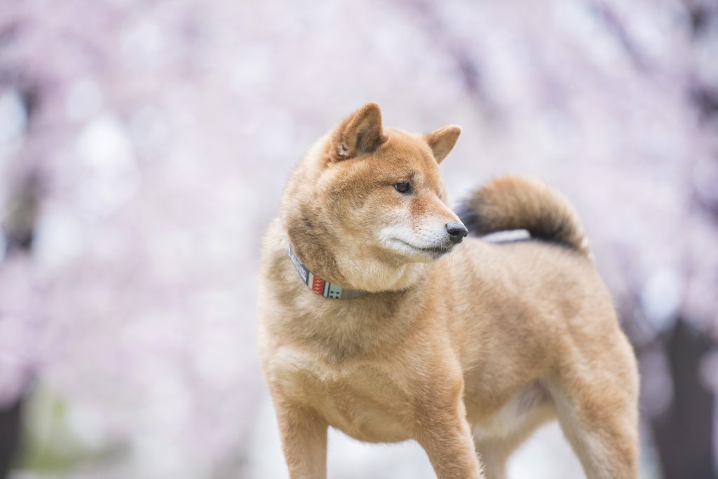 千葉県でペット火葬をする際の注意点と斎場の選び方