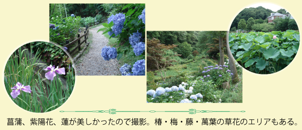 町田薬師池公園の花々