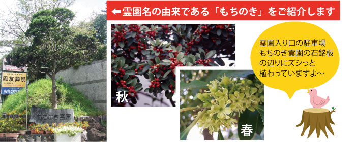もちのき