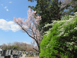 菊名墓地の彼岸桜