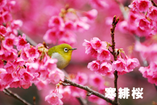 町田小野路霊園の桜をご紹介