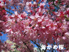 町田小野路霊園の桜をご紹介