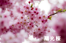 町田小野路霊園の桜をご紹介