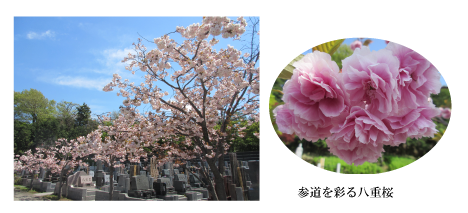 菊名墓地の八重桜