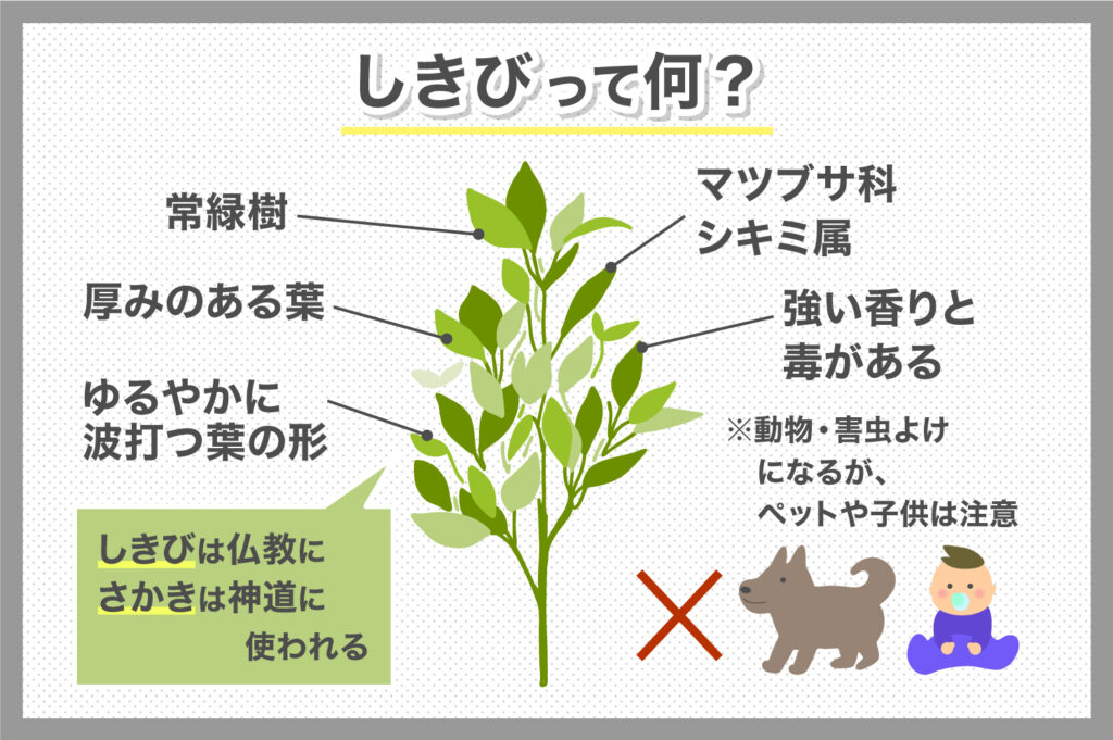 しきびって何？しきびの用途とシーンに合わせた使い方など簡単に紹介いたします