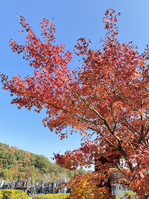 紅葉