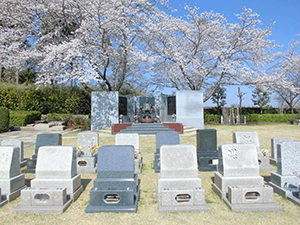 いづみ霊園桜