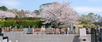 園内風景 ～桜～