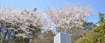 園内風景 ～桜～