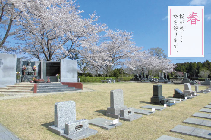 いづみ霊園　桜