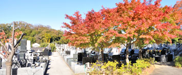 2021年11月25日　秋の菊名墓地