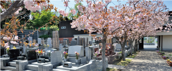 2022年4月12日　桜の菊名墓地