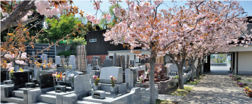 2023年　桜の菊名墓地