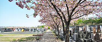 2022年　桜の菊名墓地