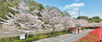 桜に包まれた、春のバーチャル見学
